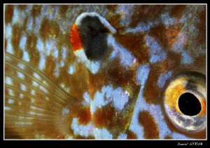 Close-up of a pumkinseed sunfish - abstract - just love t... by Daniel Strub 